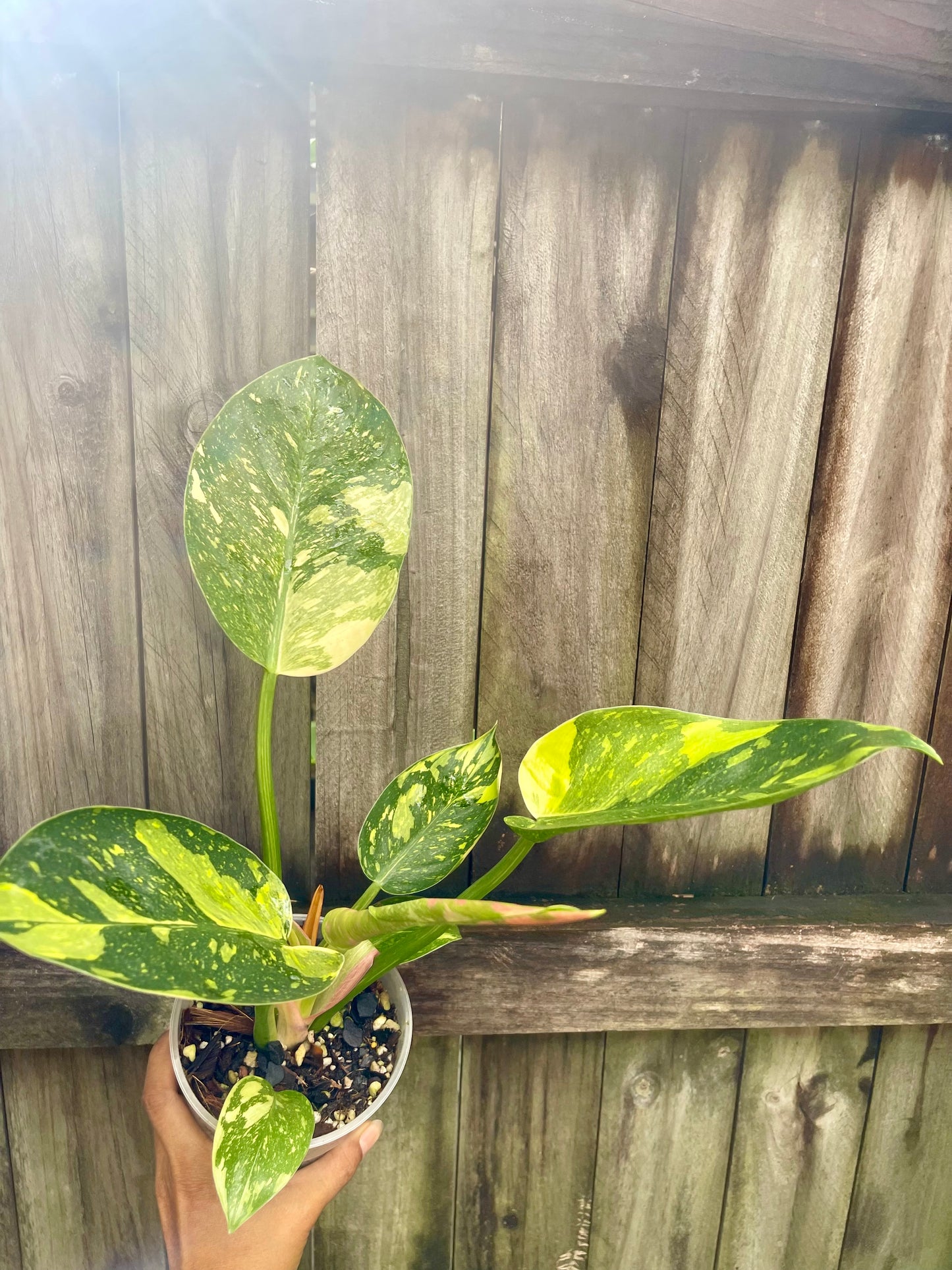 🪴Philodendron green Congo nuclear-highly variegated 🪴