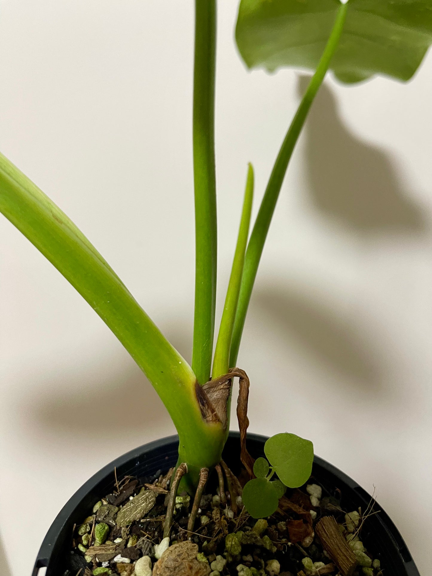 🪴Philodendron Jose Buono 🪴