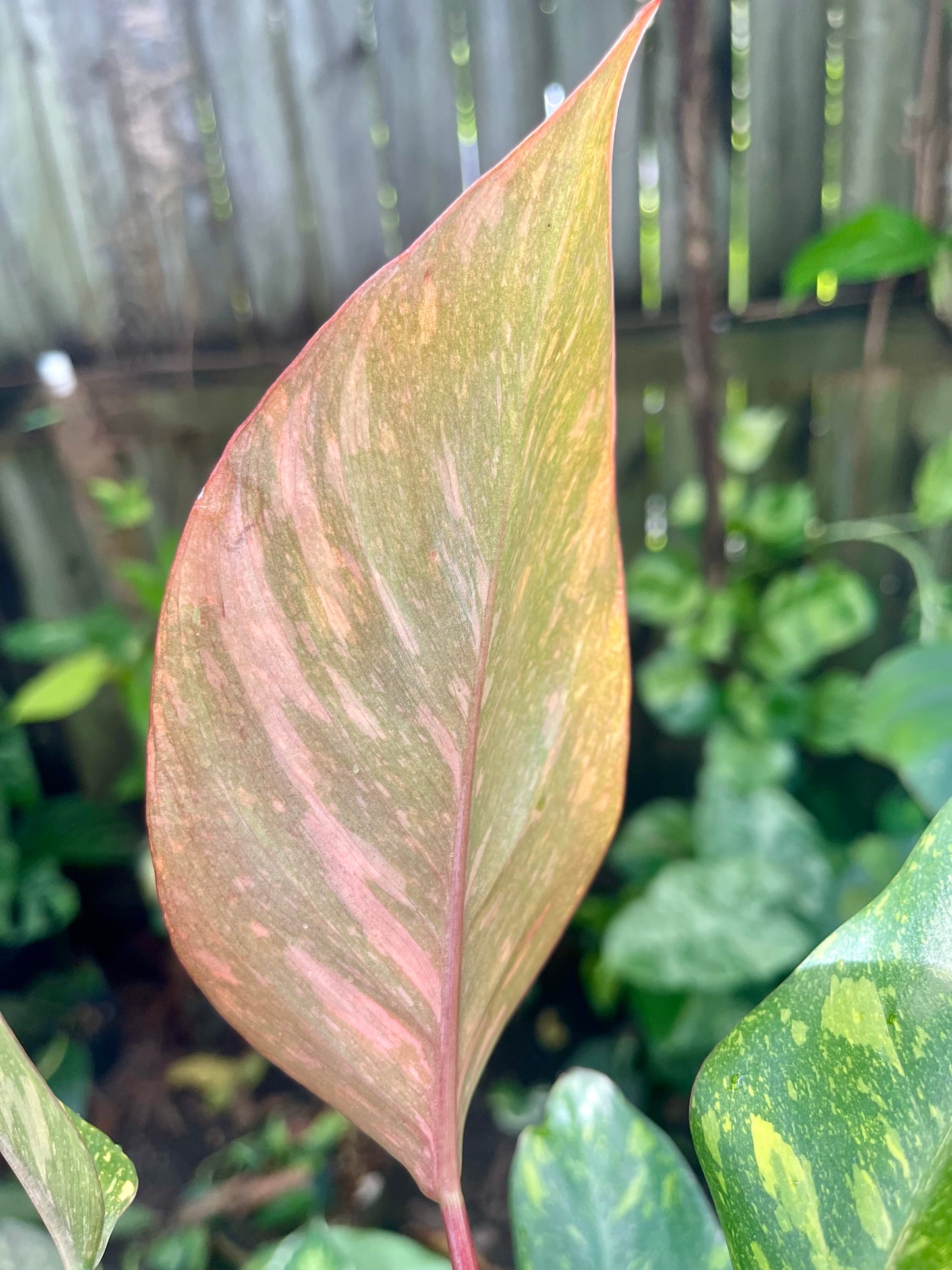🍊PHILODENDRON ORANGE PRINCESS VARIEGATED 🍊