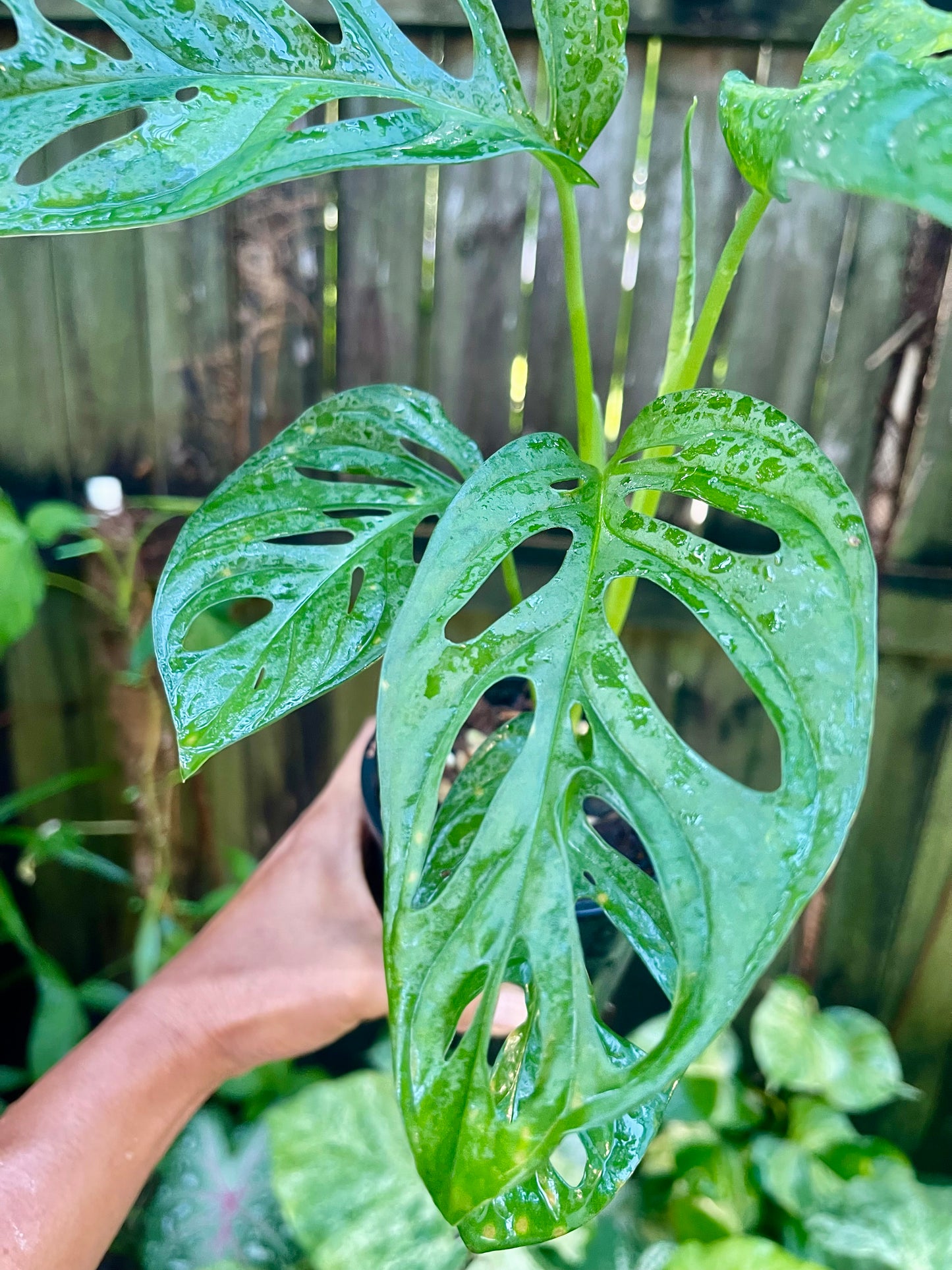 MONSTERA ADANSONII MONKEY MASK 🐵