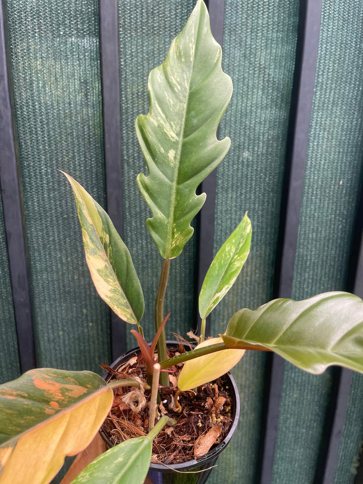 🦄PHILODENDRON CARAMEL MARBLE-DOUBLE HEADS 🦄