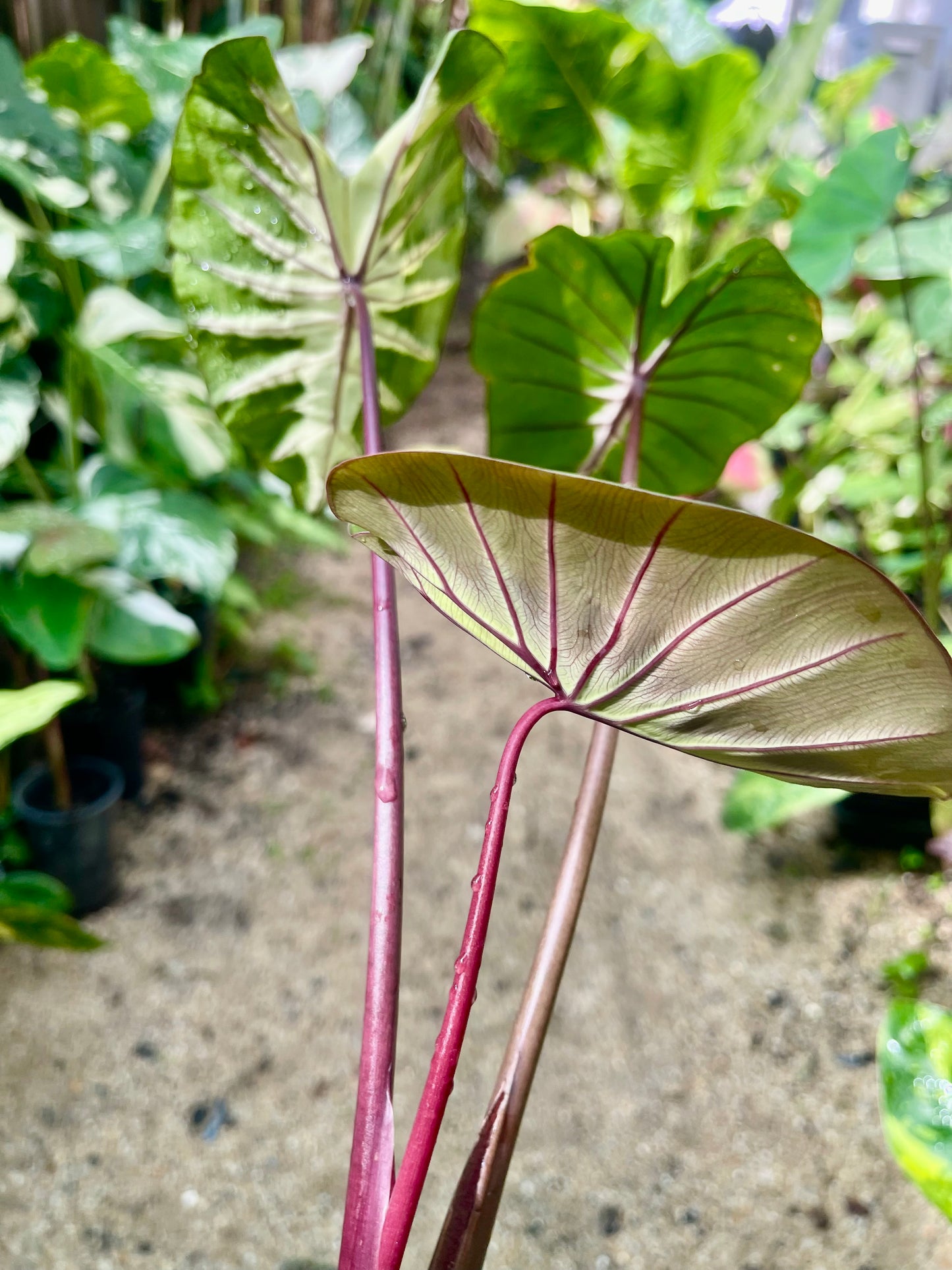 COLOCASIA HAWAIIAN WAIKIKI 🩷