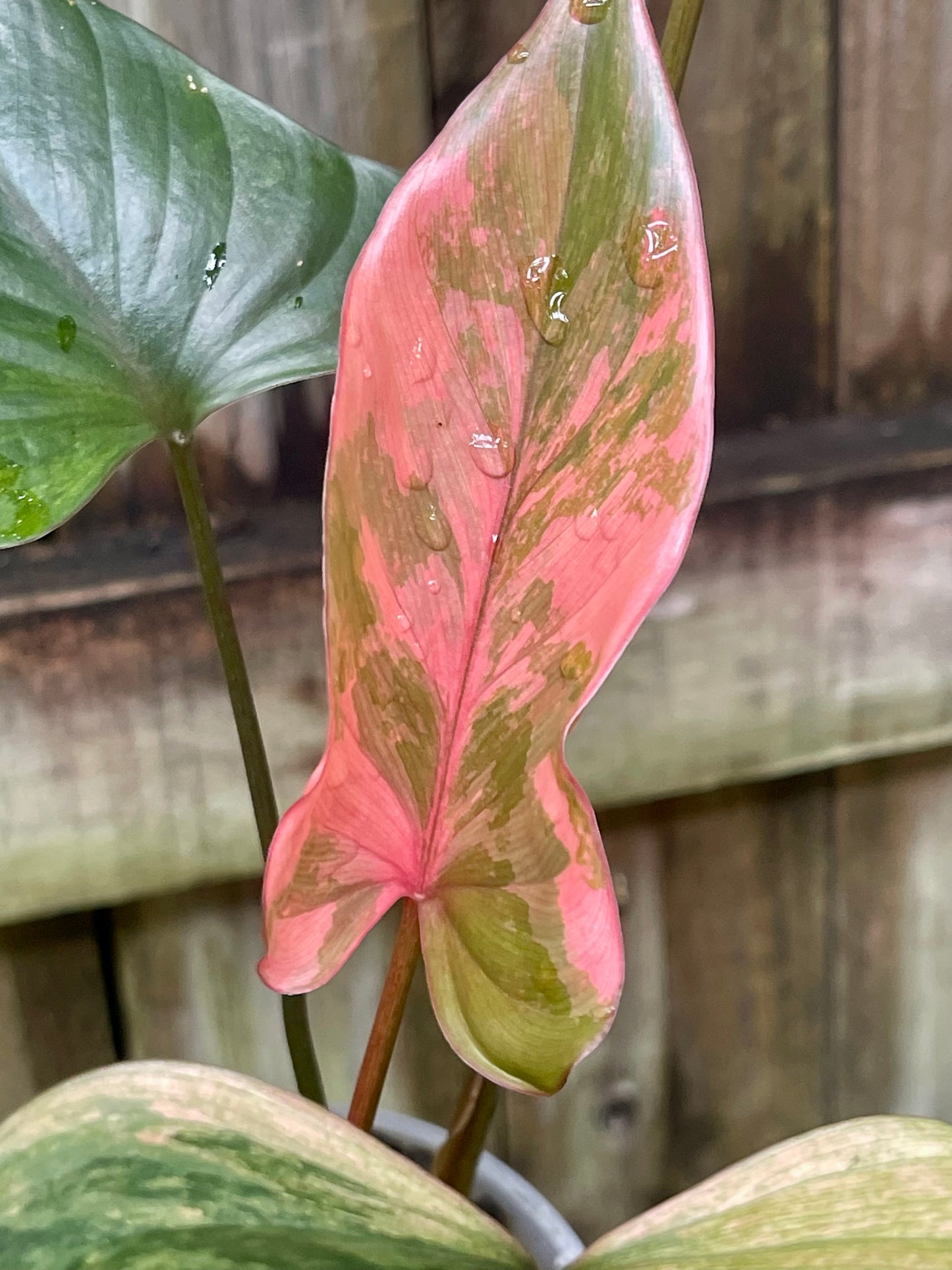 🩷HOMALOMENA PINK DIAMOND 💎