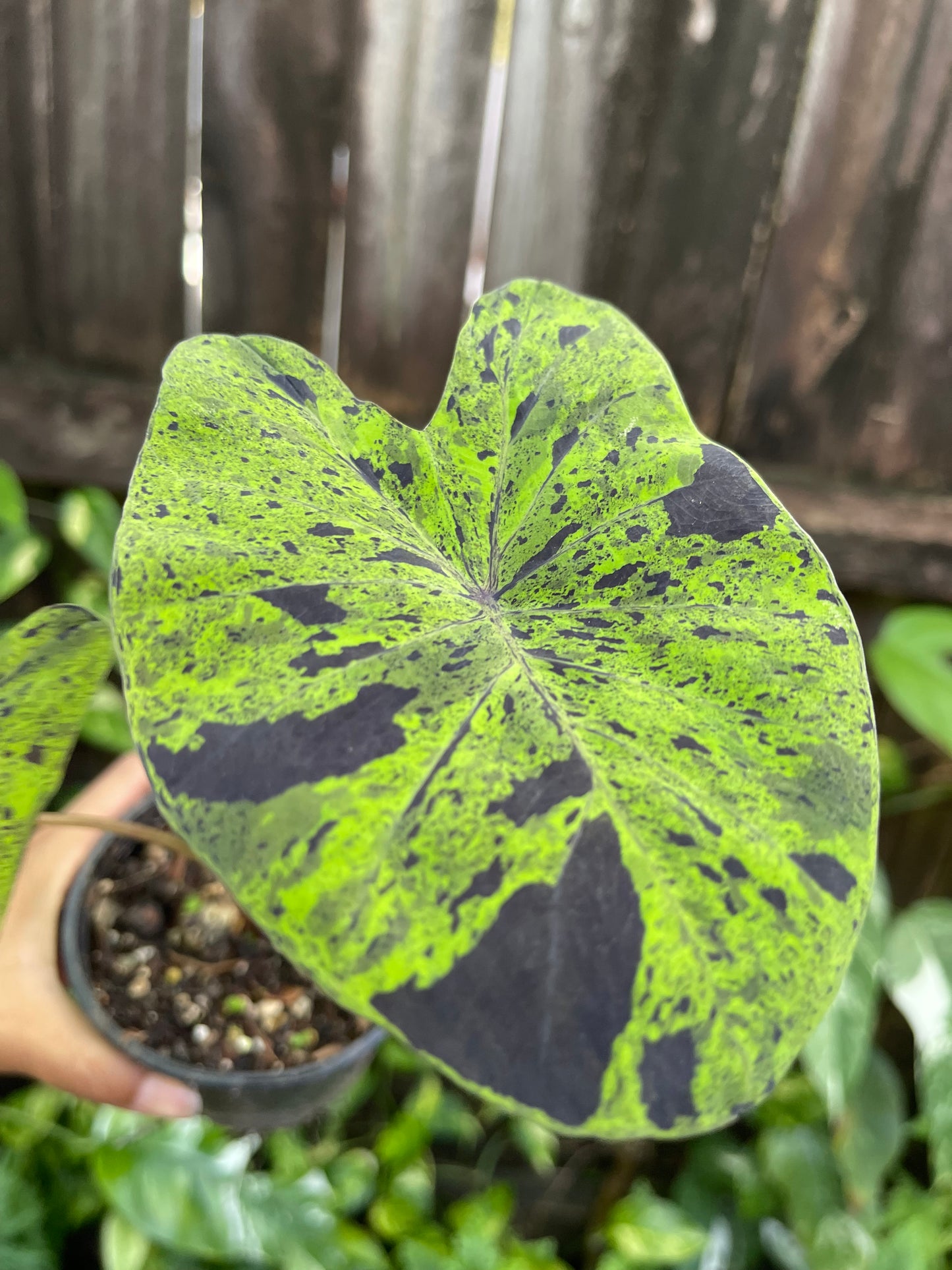 🖤💚COLOCASIA MOJIYO💚🖤