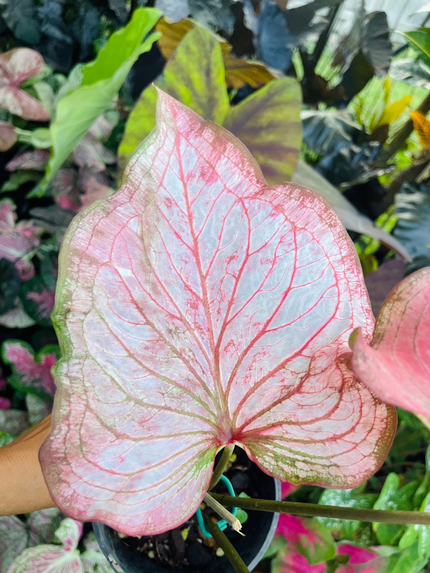 CALADIUM HYBRIDS~Big Esthablished plant 🩷