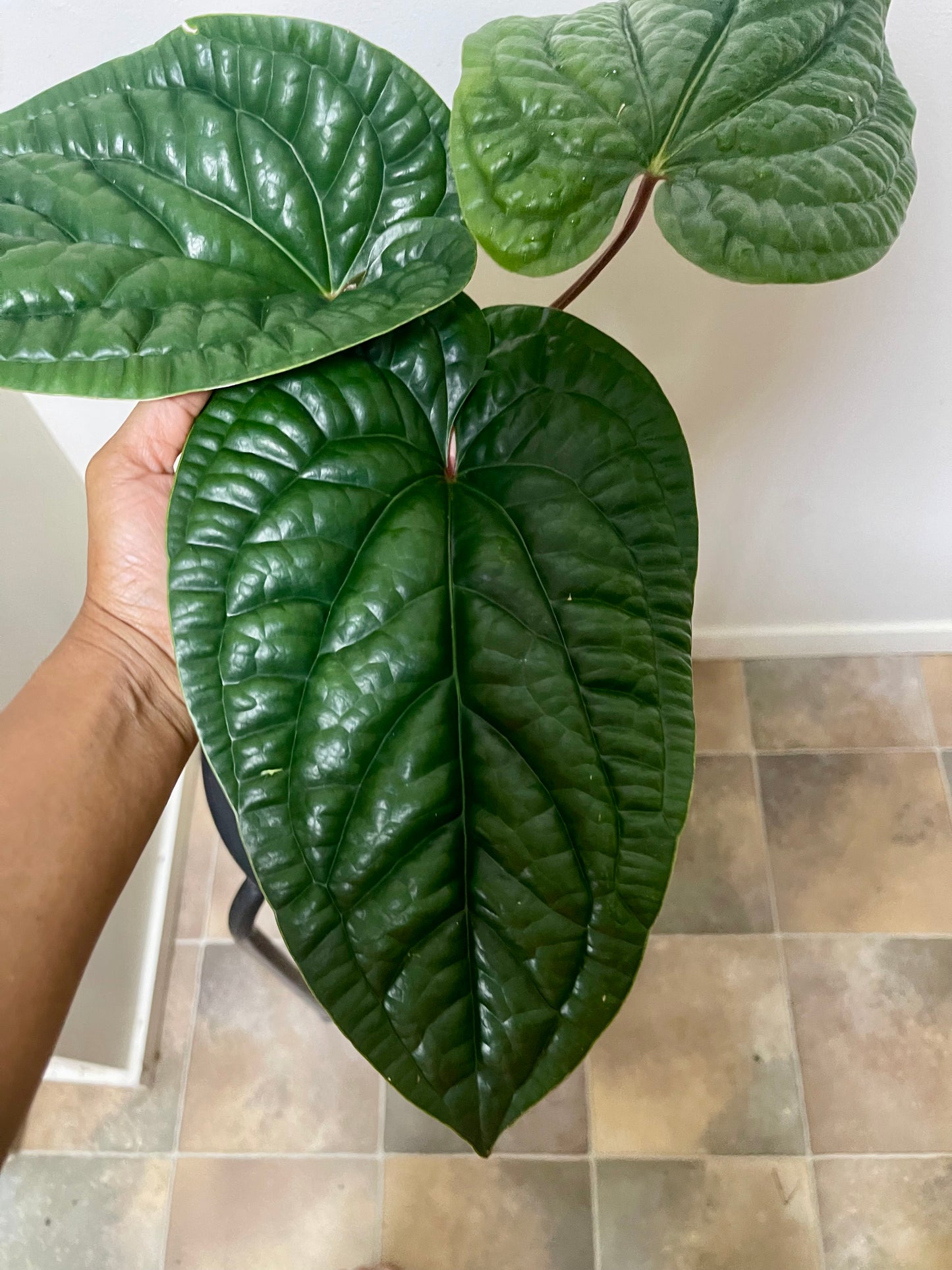 🪴ANTHURIUM LUXURIAN X RADICAN XL🪴