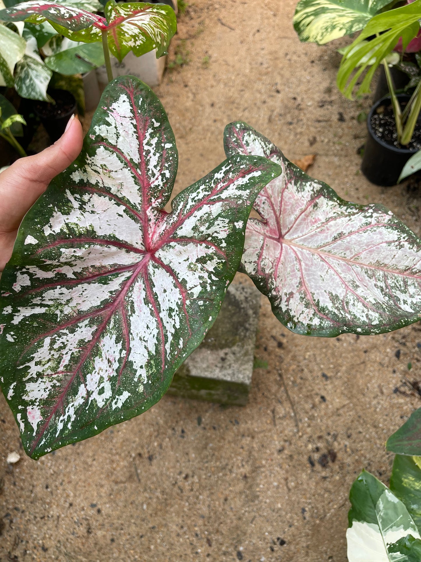 CALADIUM 06 Large Esthablished plant 🪴