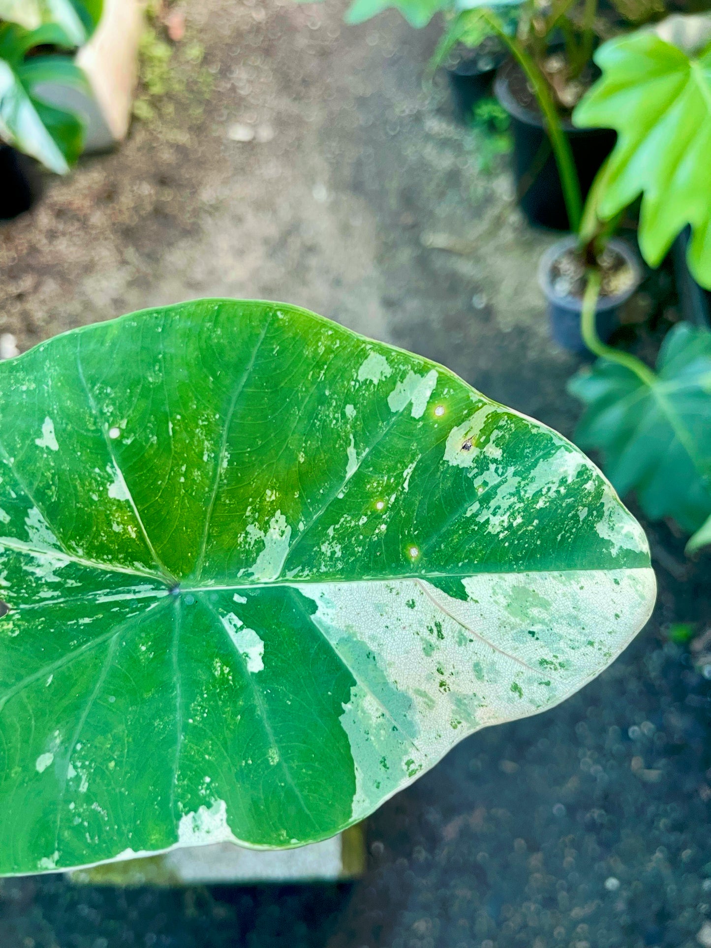 COLOCASIA THOUSANDS STAR ( NEW RELEASE)
