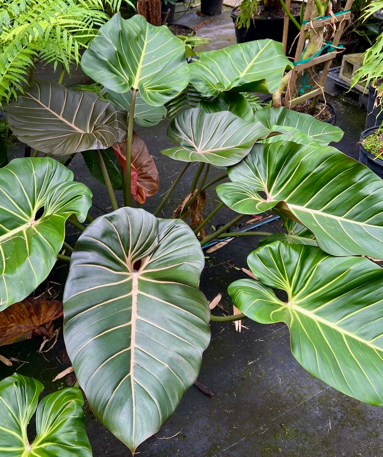 🎄PHILODENDRON SUMMER GLORY 🎄