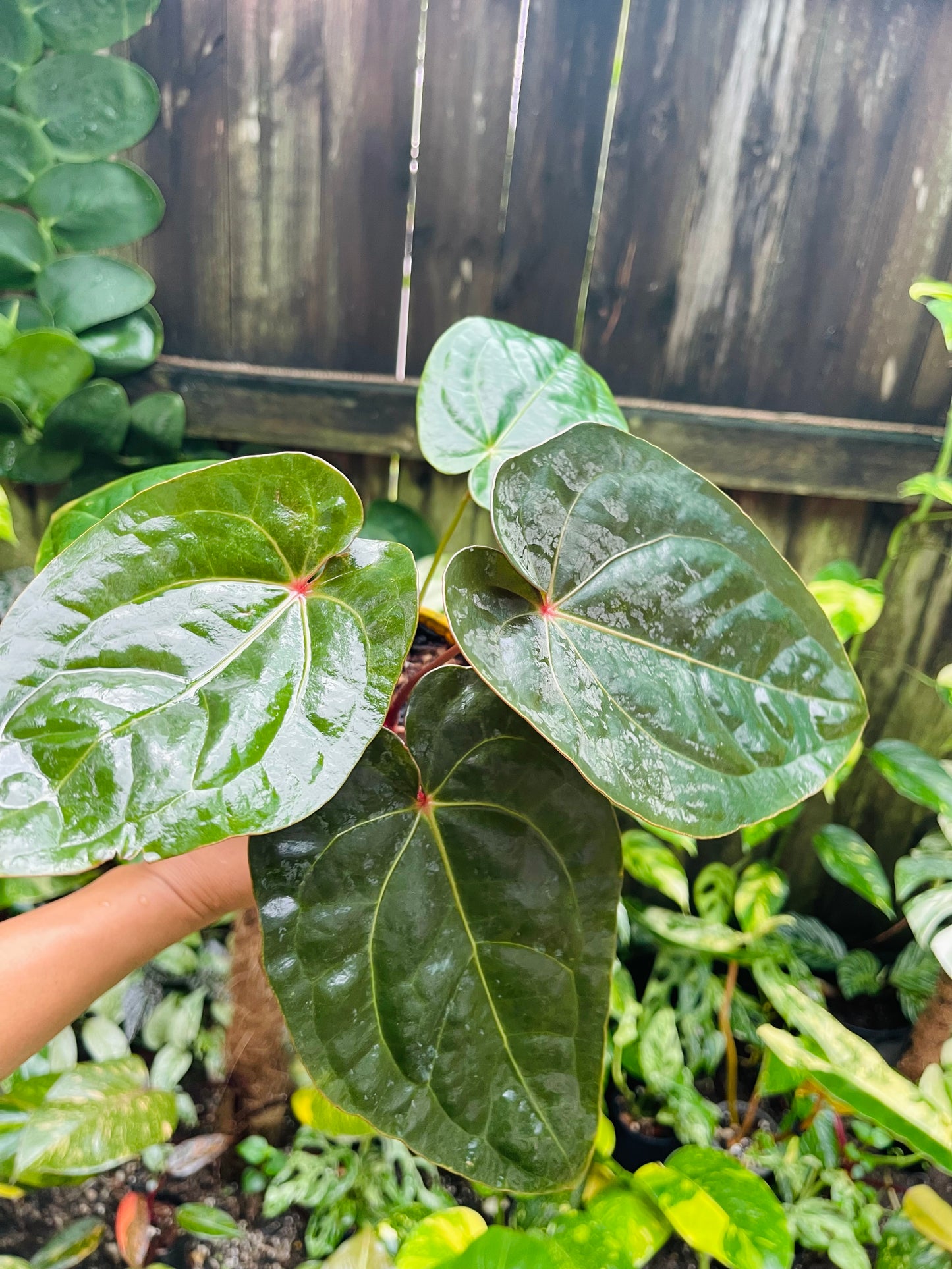 👑 Anthurium Red sinus blood moon ( HOFFMANII) 👑