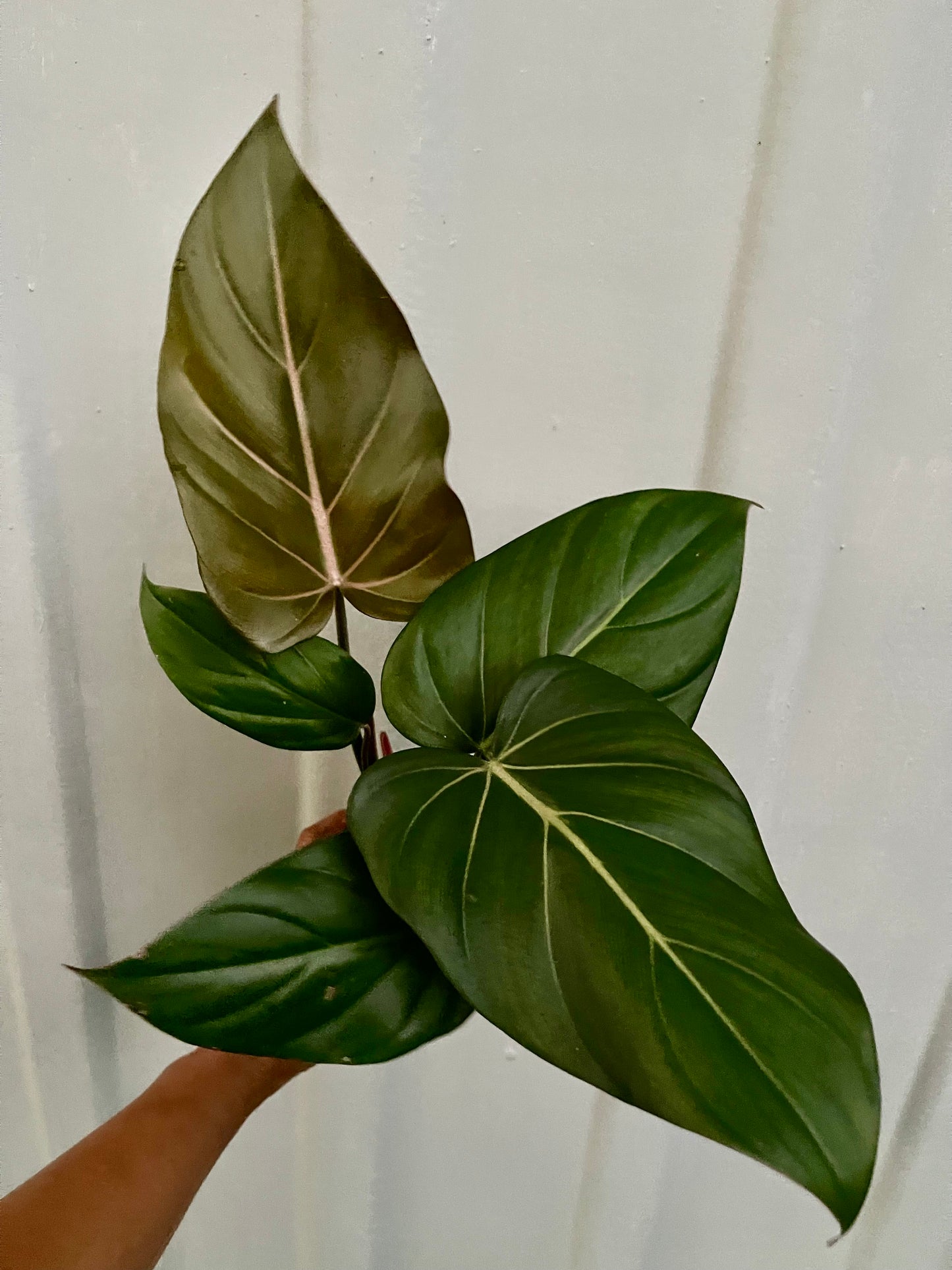 🎄PHILODENDRON SUMMER GLORY 🎄