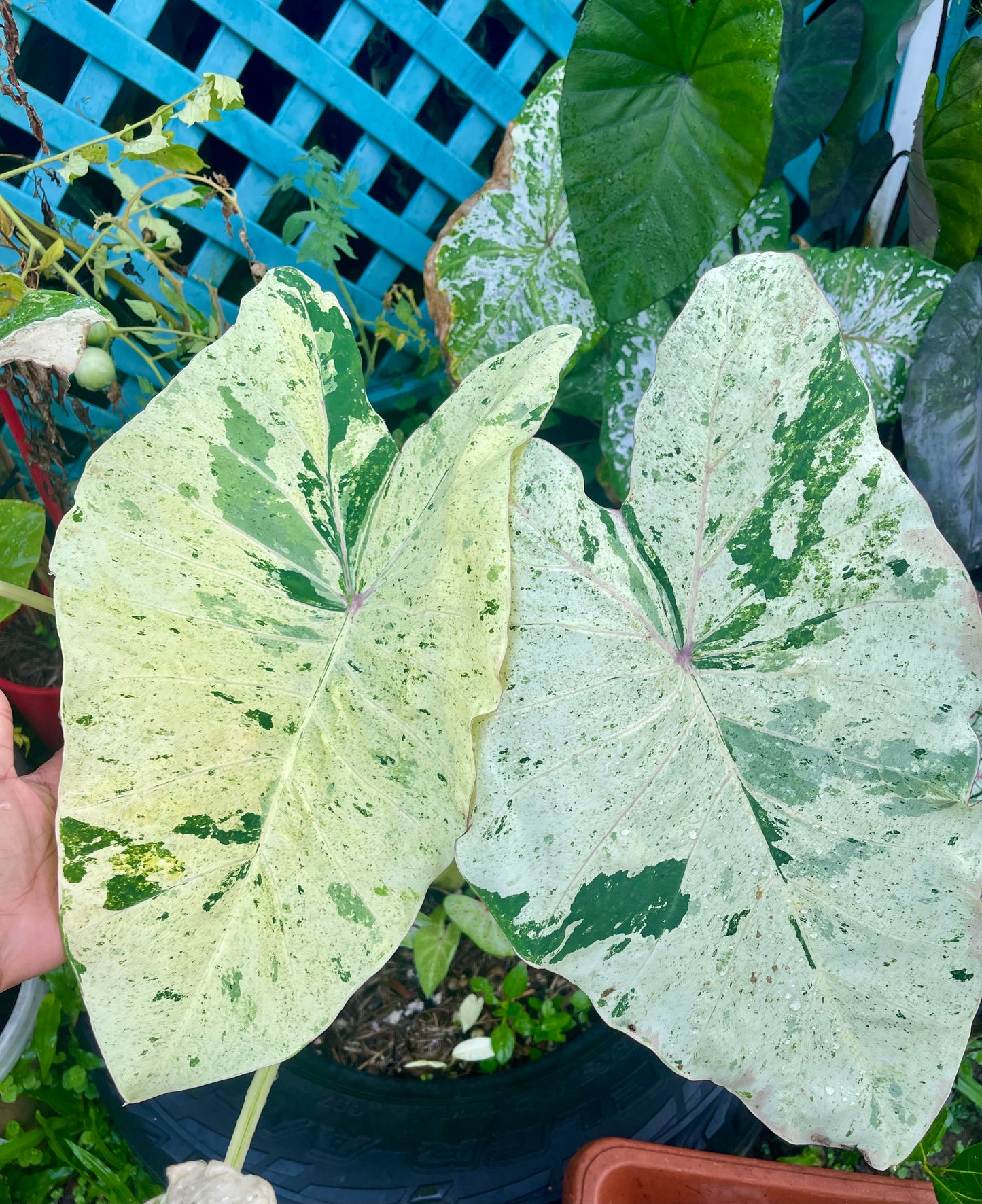 COLOCASIA THOUSANDS STAR ( NEW RELEASE)