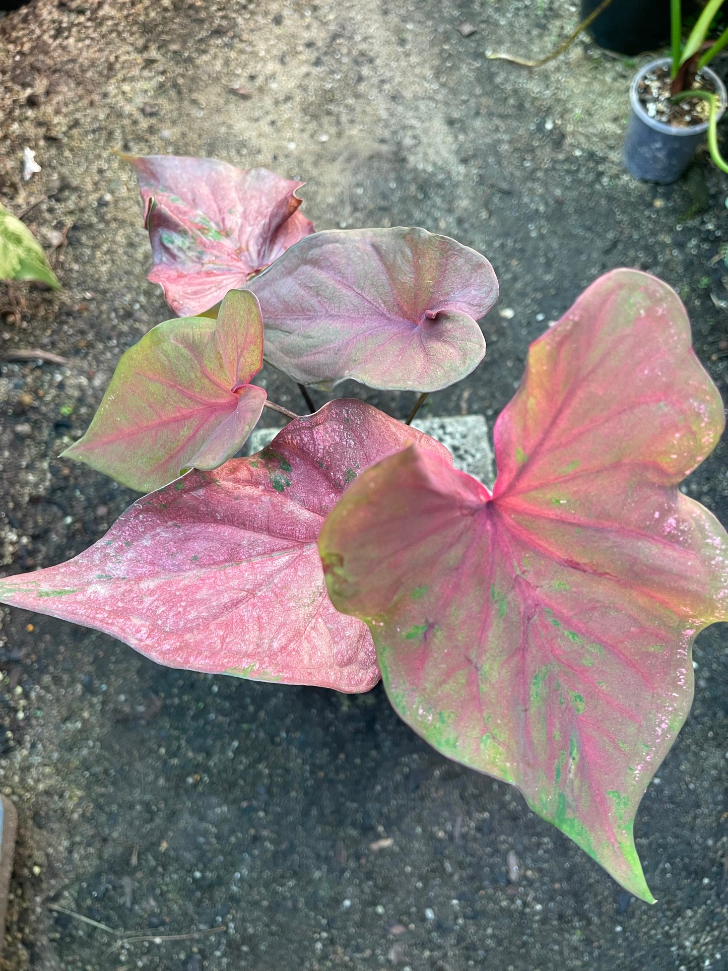 CALADIUM C 01