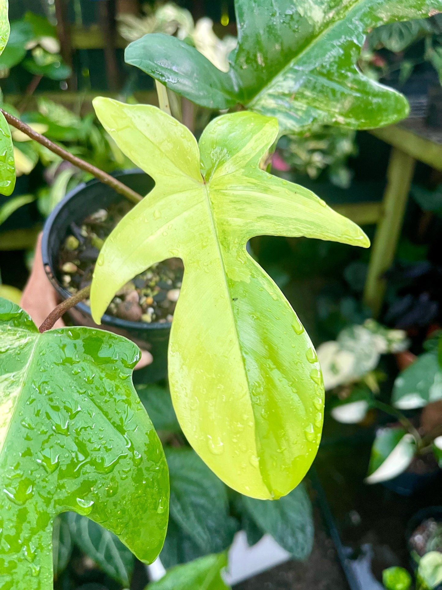 PHILODENDRON FLORIDA BEAUTY HIGH VARIEGATED 🪴