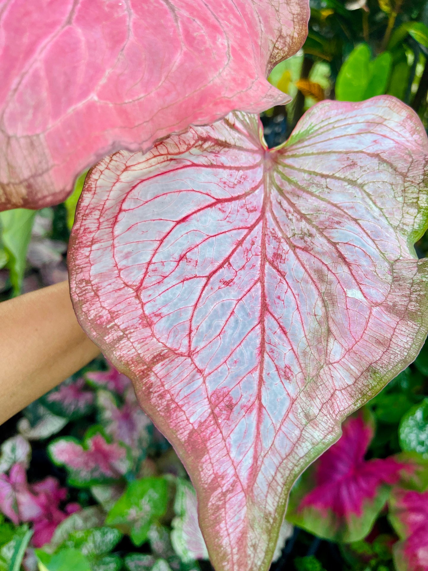 CALADIUM HYBRIDS~Big Esthablished plant 🩷