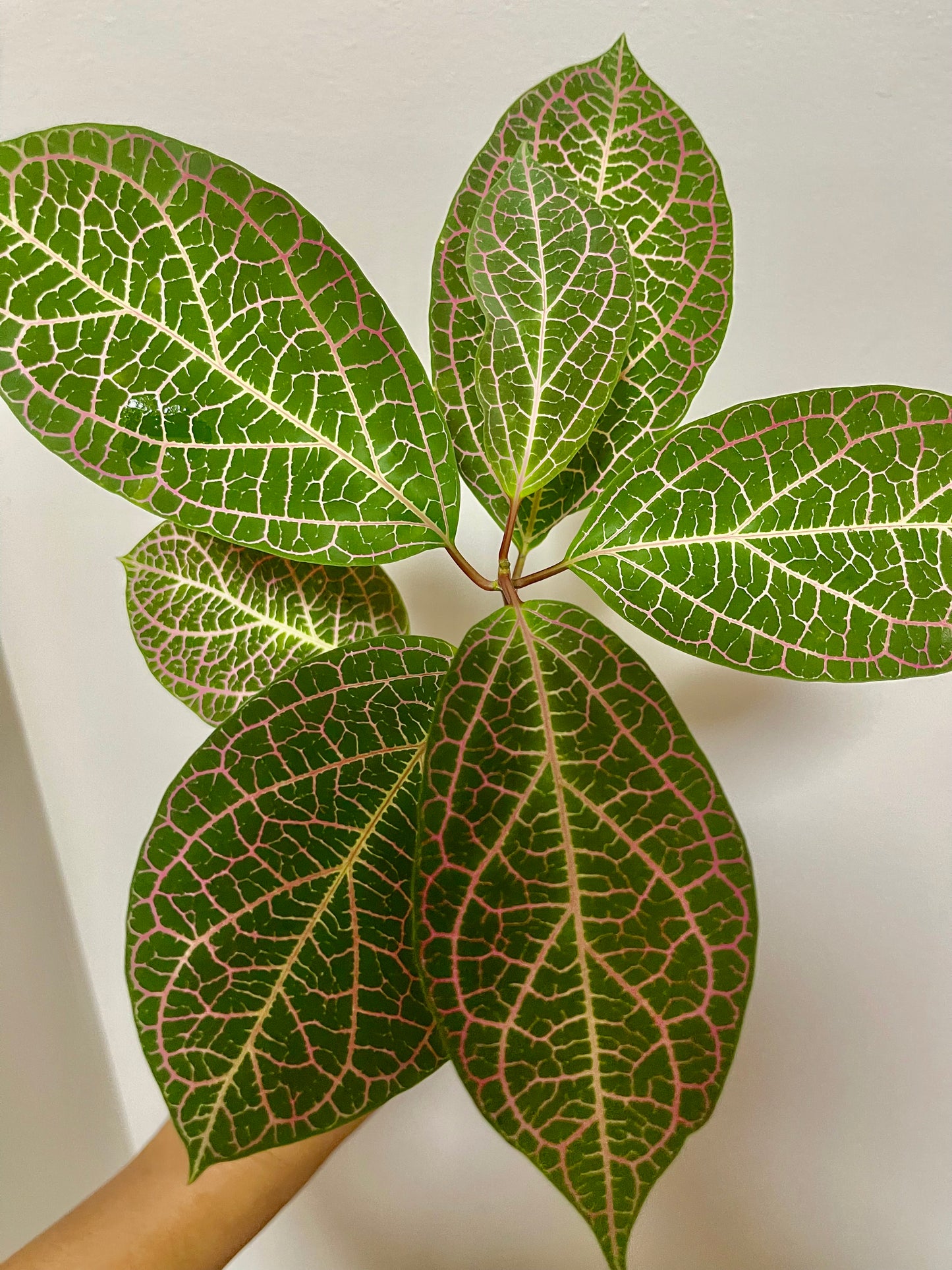 PRESTONIA QUINQUANGUANRIS 🌺