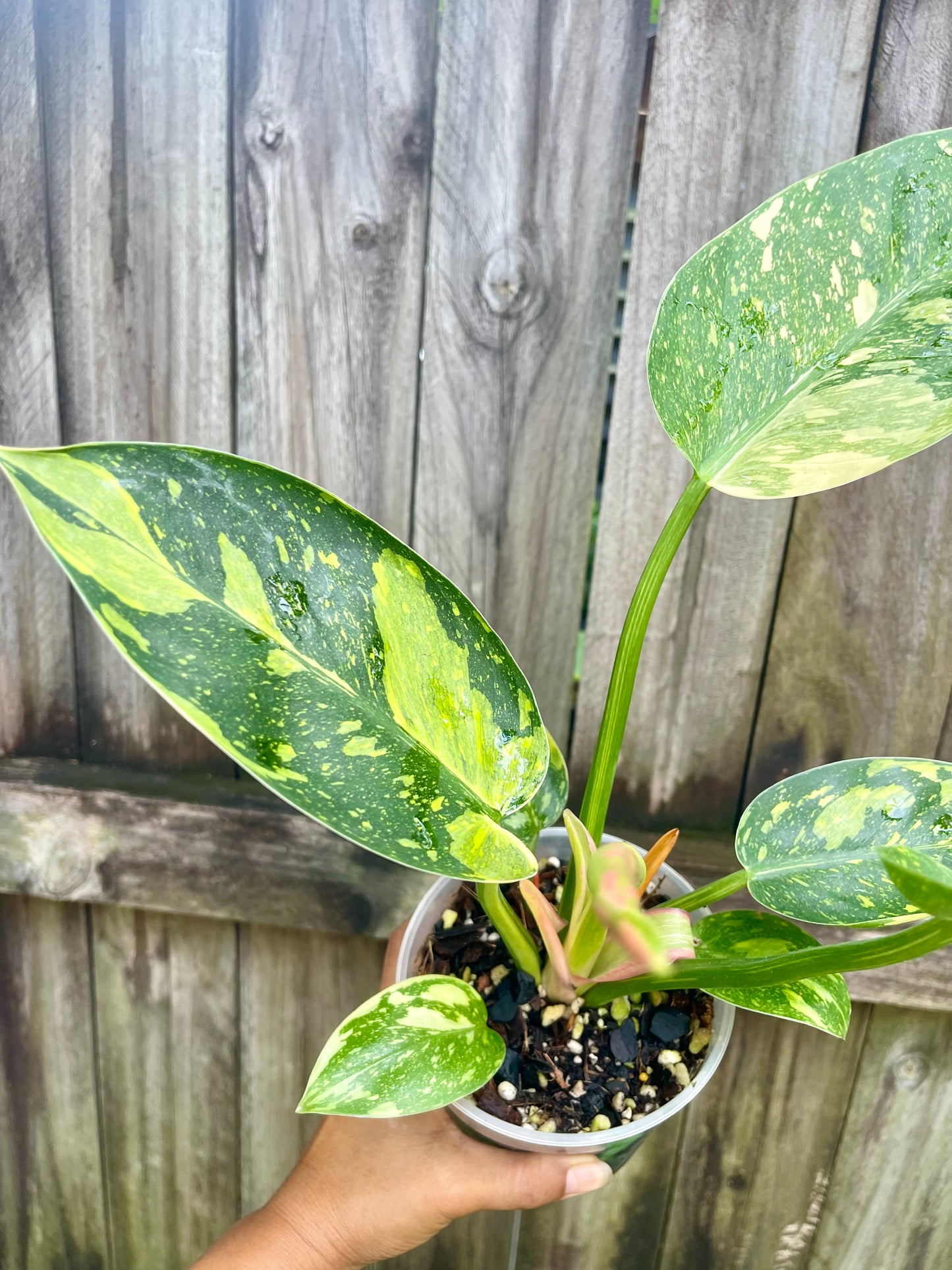 🪴Philodendron green Congo nuclear-highly variegated 🪴