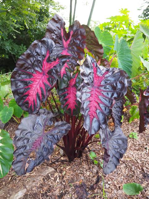 COLOCASIA HYBRID BLACK PINK