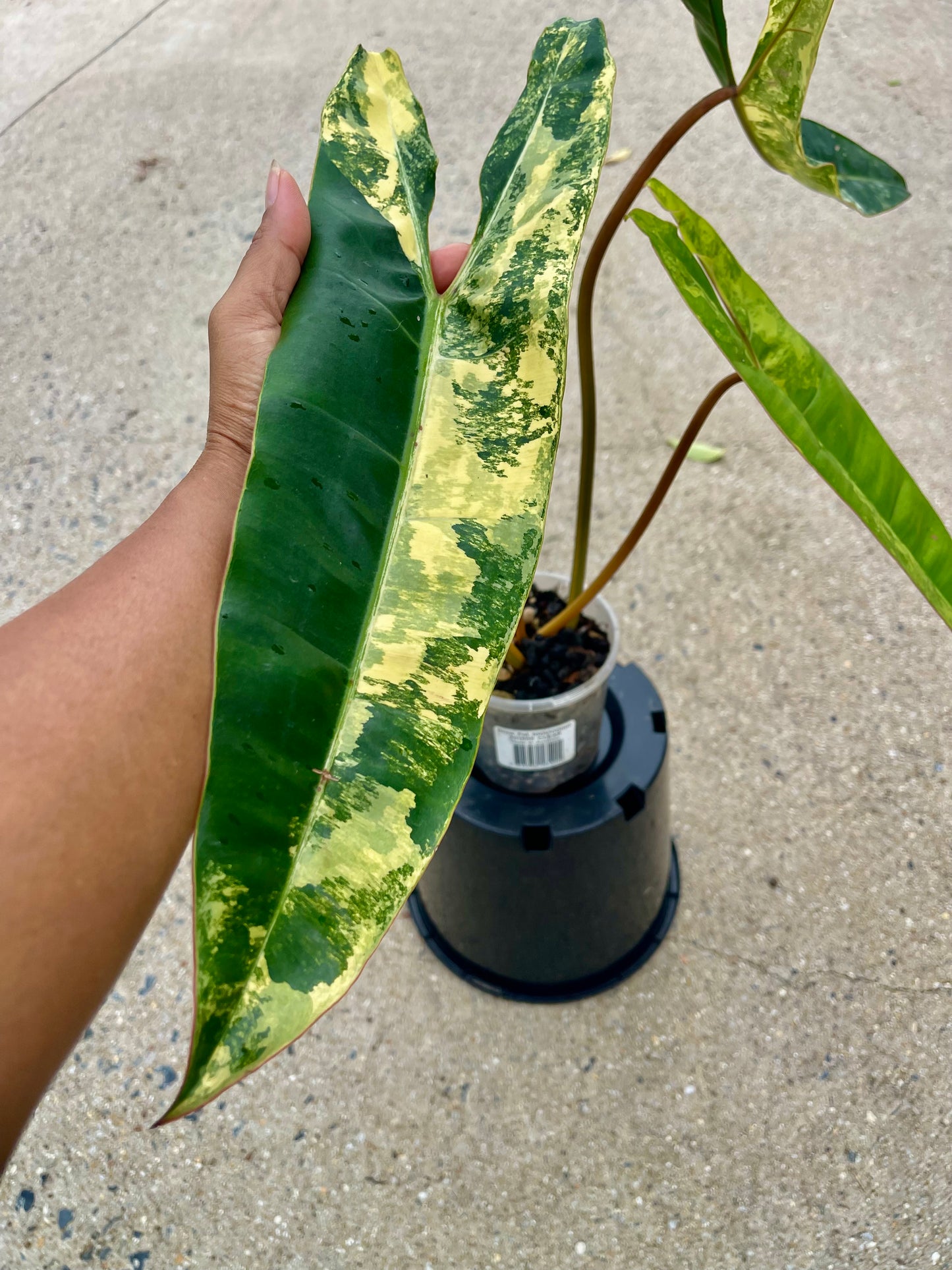 🦄PHILODENDRON VARIEGATED BILLITIAE-COLLECTOR PLANT-Non TC 🦄