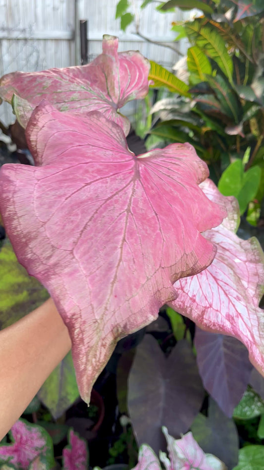 CALADIUM HYBRIDS~Big Esthablished plant 🩷