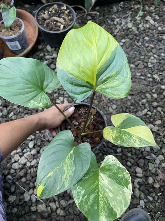 🦄Homalomena Aurea Highly variegated- Rare Aroid🦄