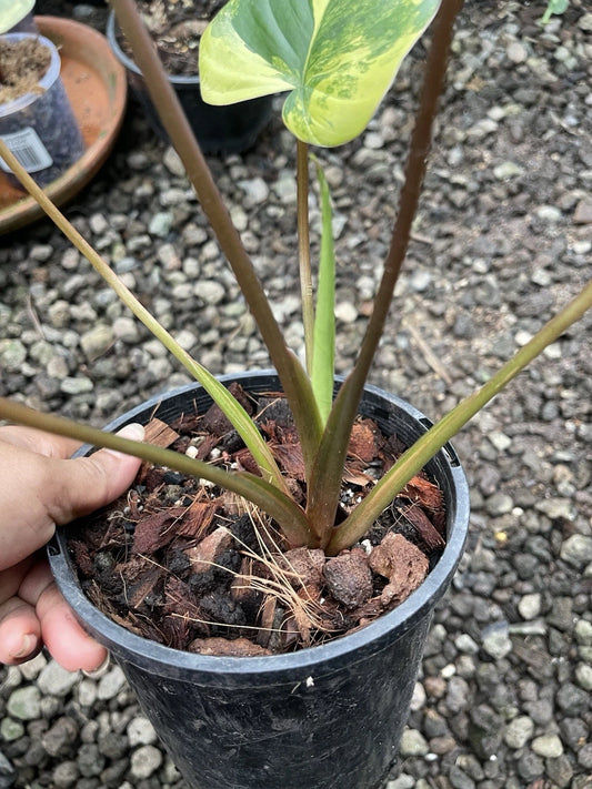 🦄Homalomena Aurea Highly variegated- Rare Aroid🦄